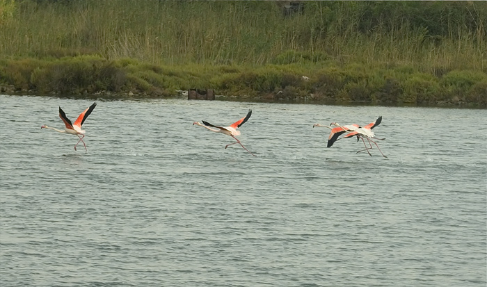 Flamingos Camarque Frankreich