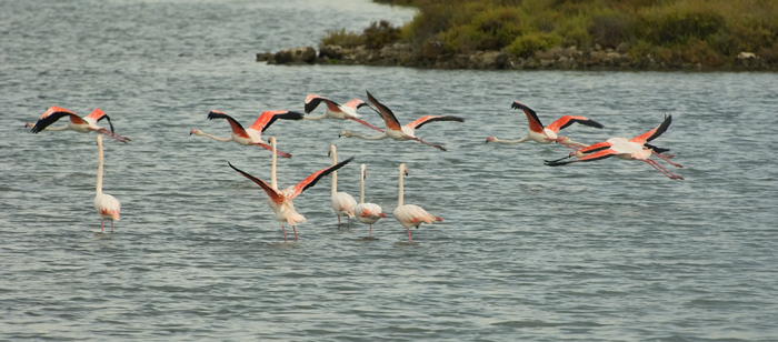 Flamingos Camarque Frankreich