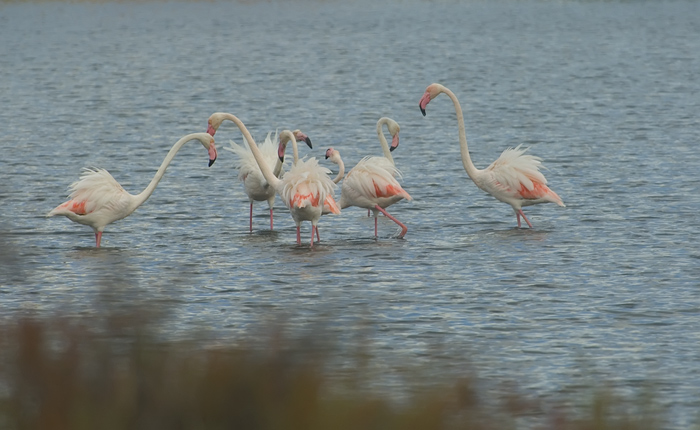 Flamingos Camarque Frankreich