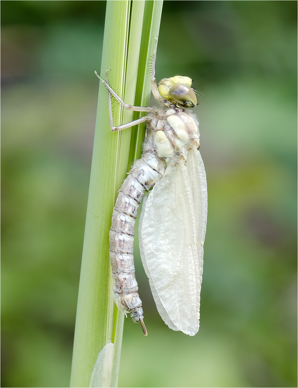 frisch geschlüpfte Libelle