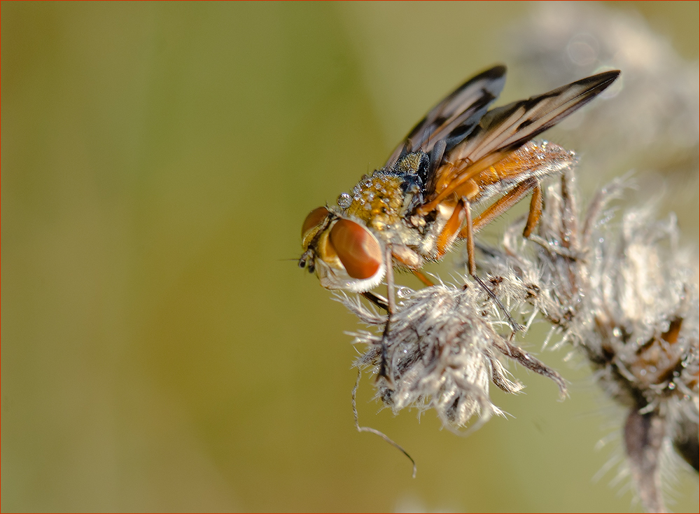 Spezielle Fliege