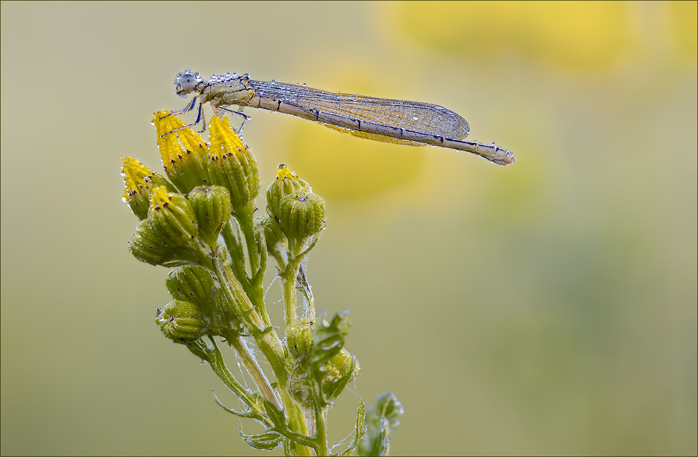 Libelle Becher-Azurjungfer (Weibchen)