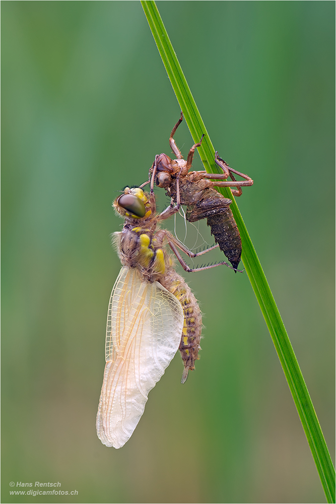 Vierfleck Libelle