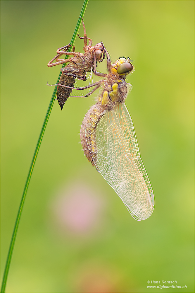 Vierfleck Libelle