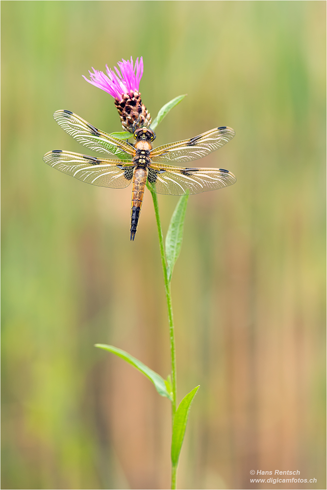 Vierfleck Libelle