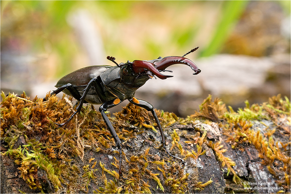 Hirschkäfer