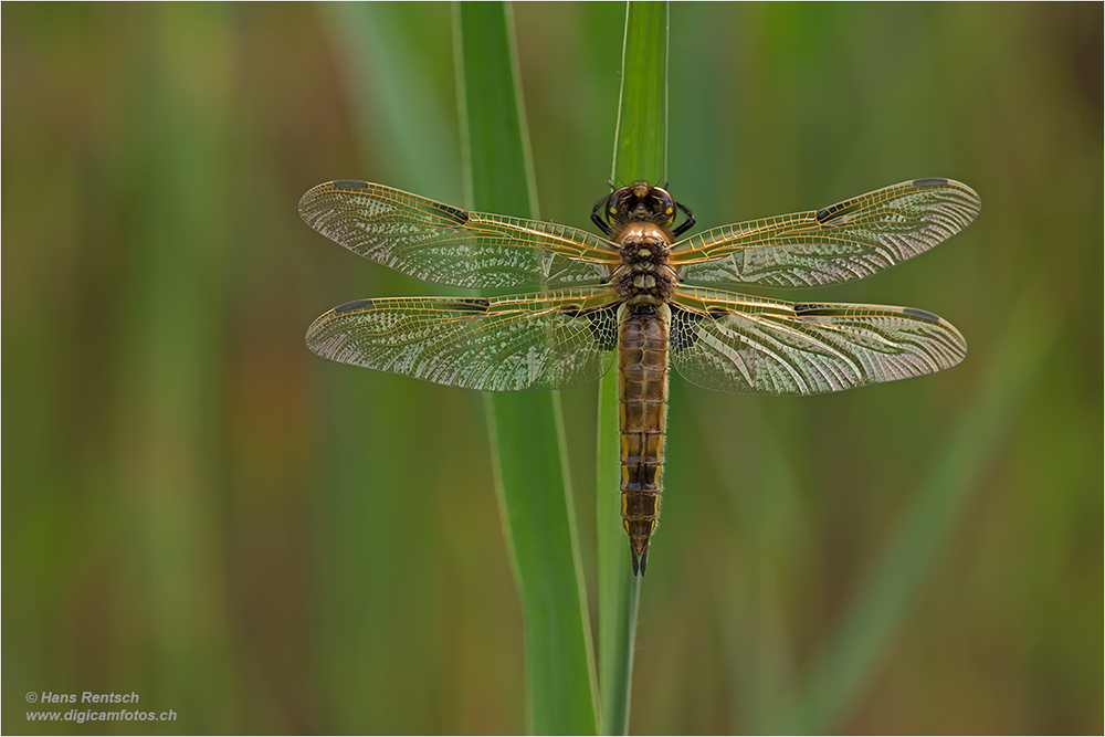 Vierfleck Libelle