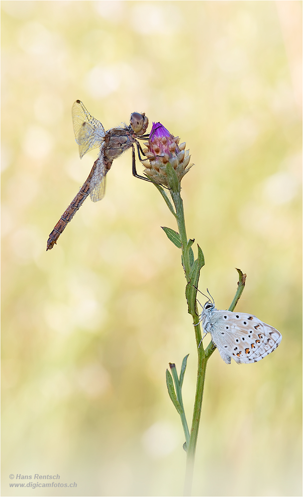 Libelle Bläuling