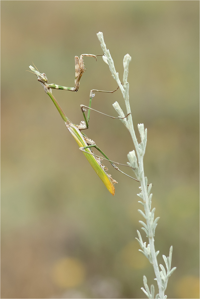 Mantis Empusa fasciata