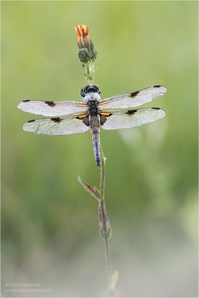 Vierflecklibelle