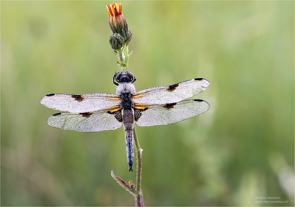 Vierflecklibelle