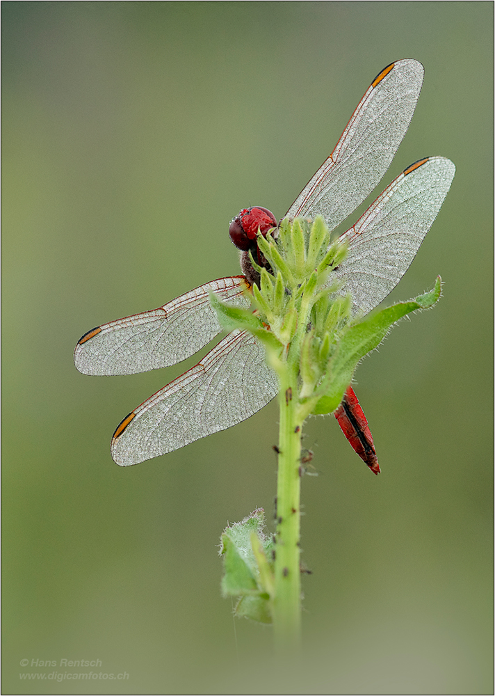 Feuerlibelle