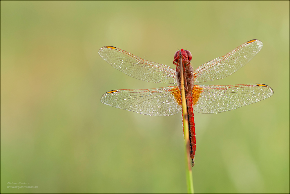 Feuerlibelle