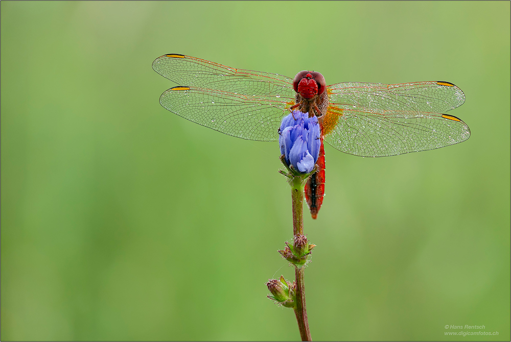 Feuerlibelle