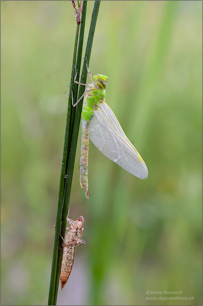 Königslibelle