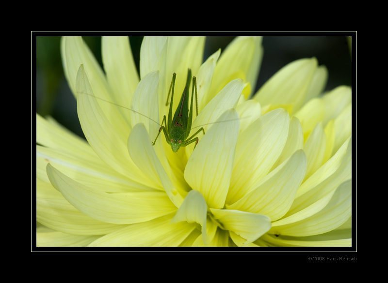 Heuschrecke in unserem Garten