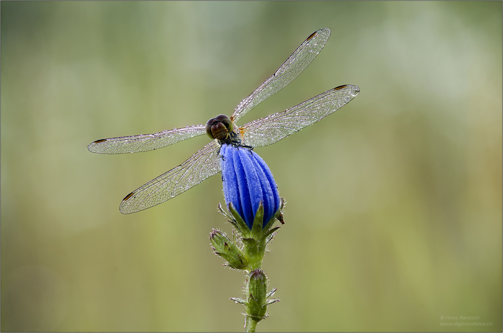 Heidelibelle