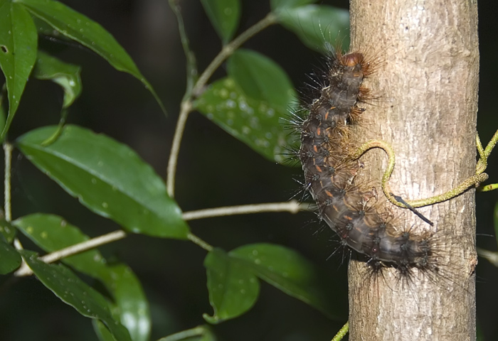 Wunderschöne Raupe