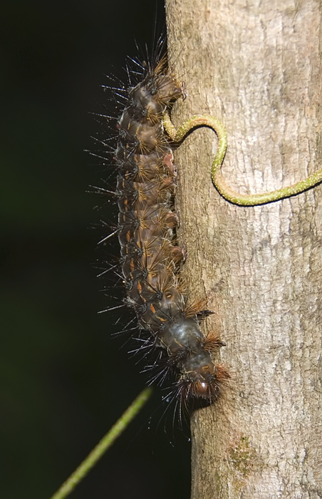 Wunderschöne Raupe