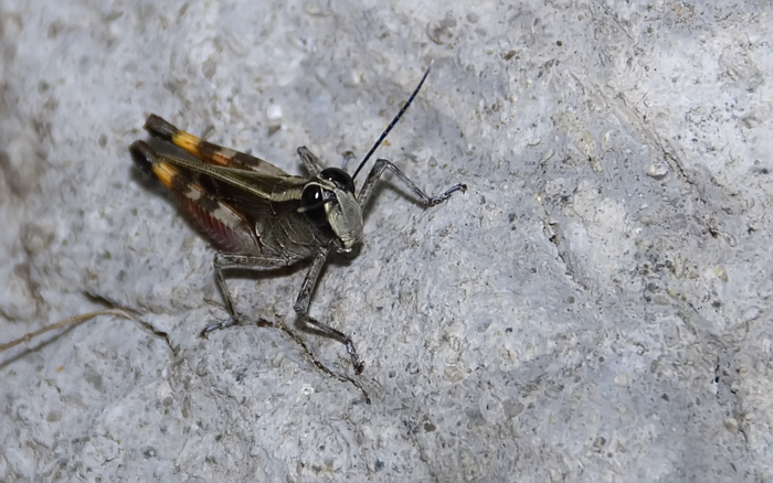 Heuschrecke bei den Tsingis