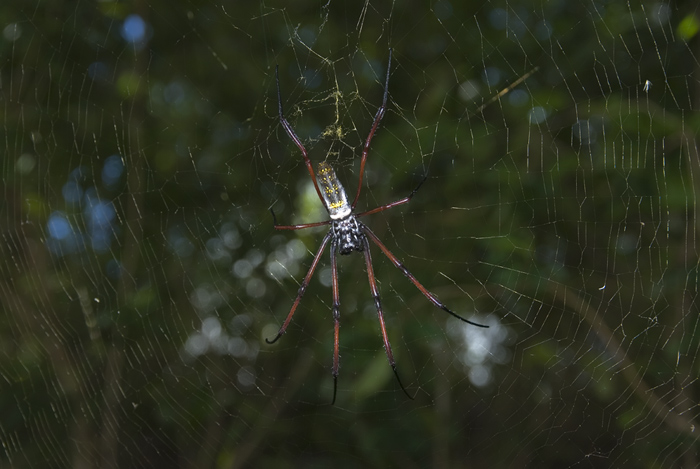 Nephila madagascariensis