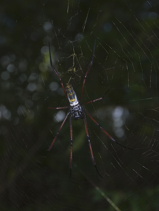 Nephila_madagascariensis