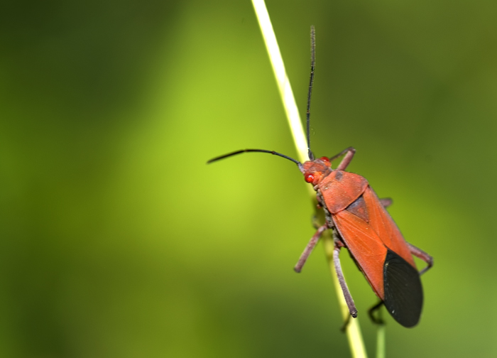 Weichkäfer