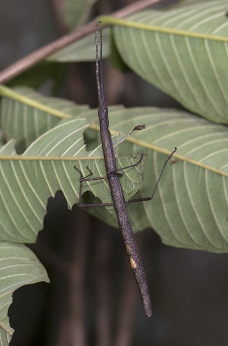 Name? Aufgenommen in Madagaskar