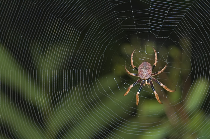 Spinne im Gegenlicht uber einem Fluss