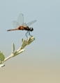 Libelle die mit dem Wind spielt