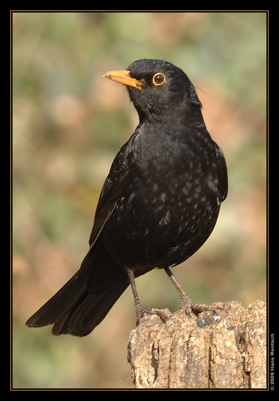 Amsel