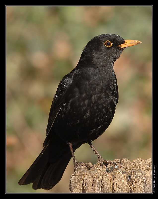 Amsel