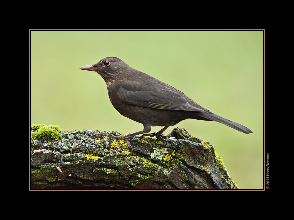 Amsel