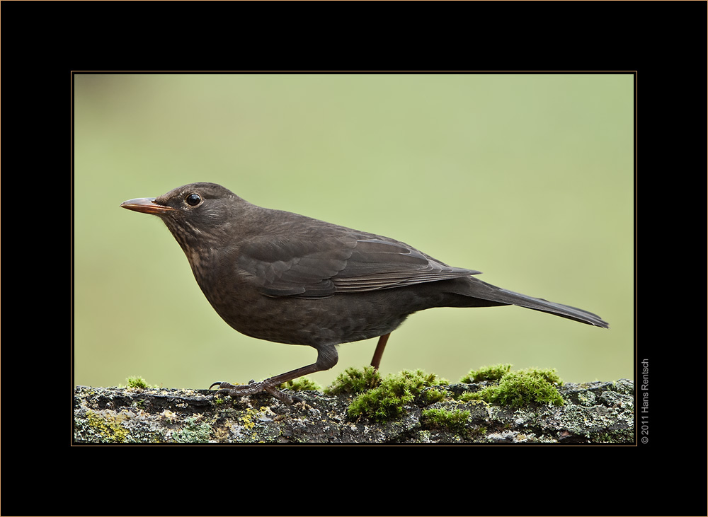 Amsel