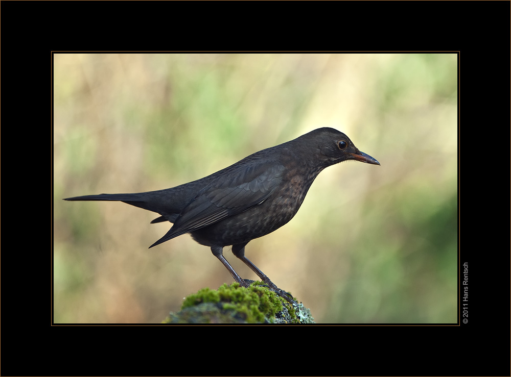 Amsel