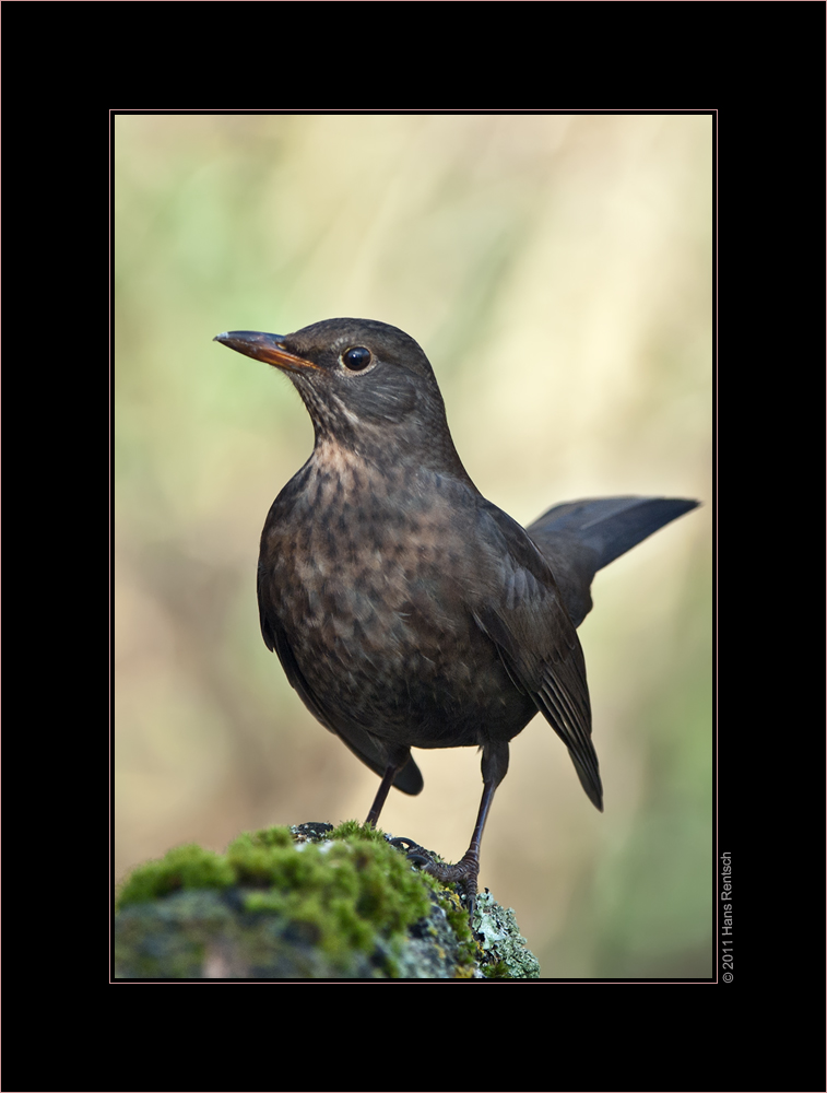 Amsel