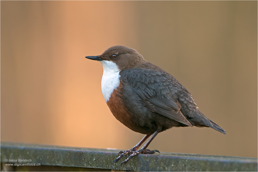 Wasseramsel