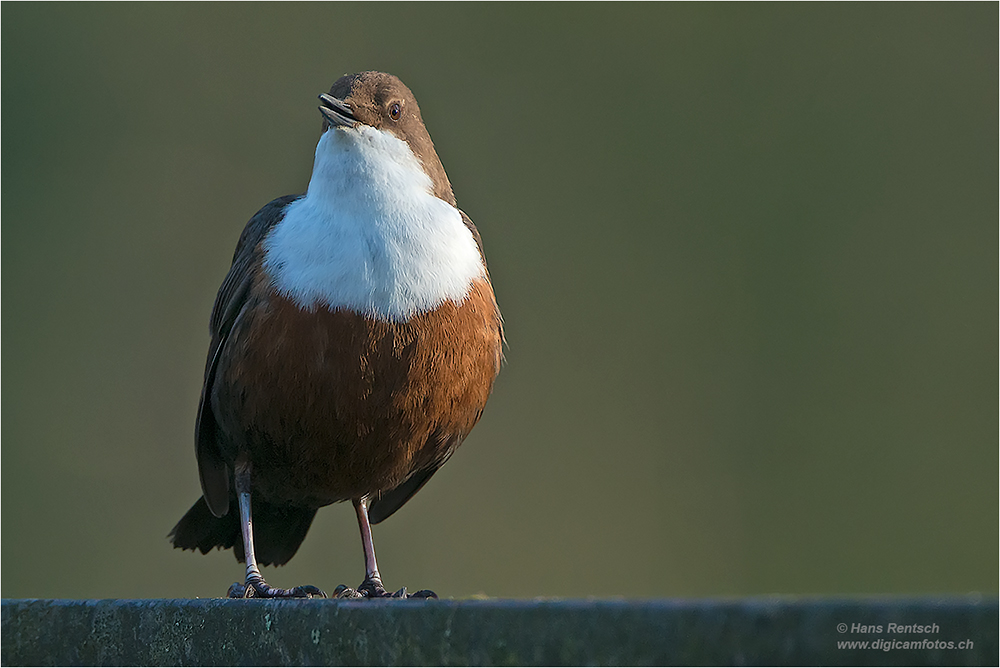 Wasseramsel