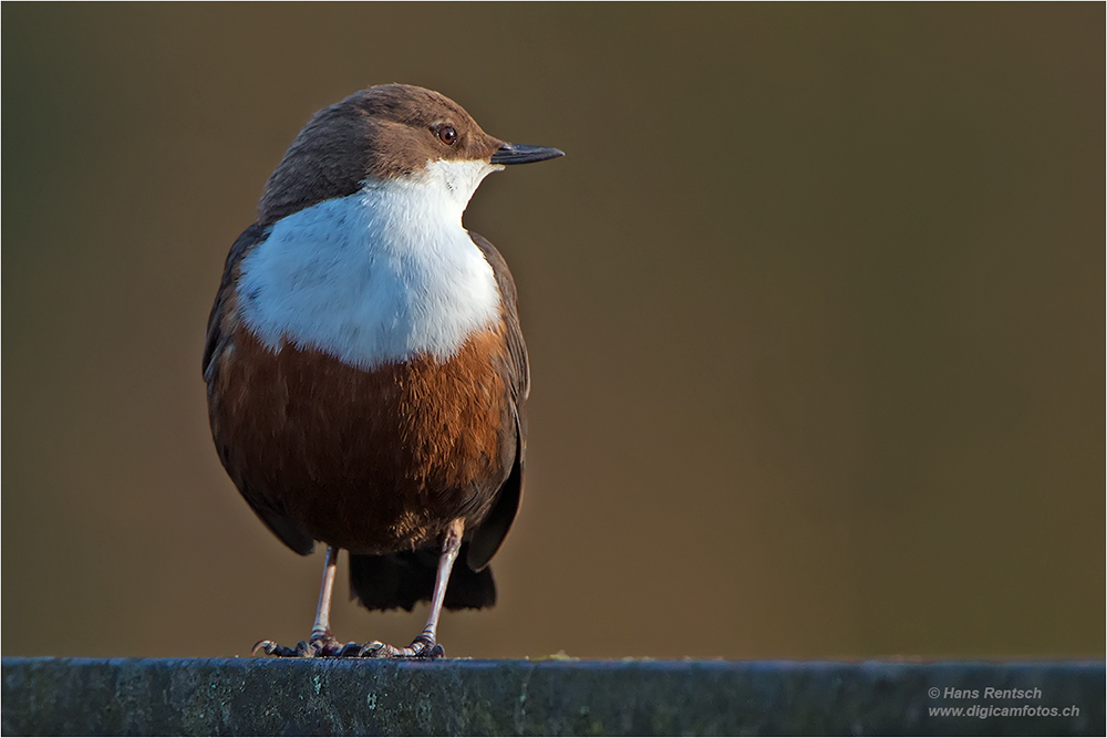 Wasseramsel