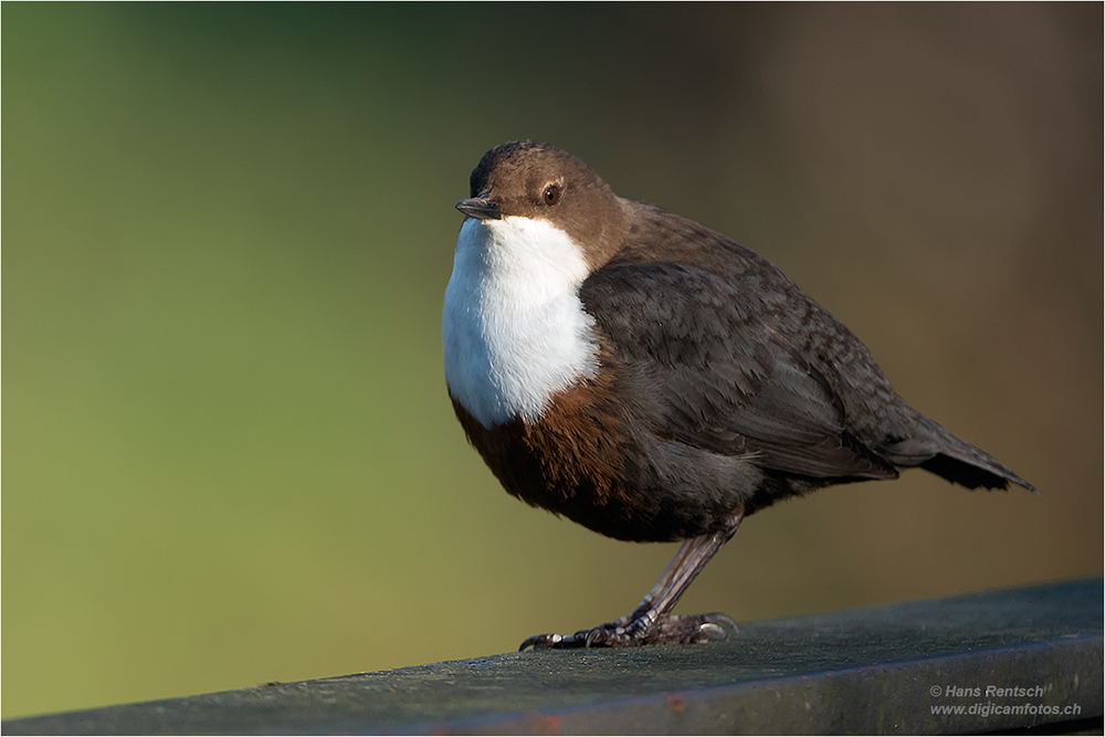 Wasseramsel