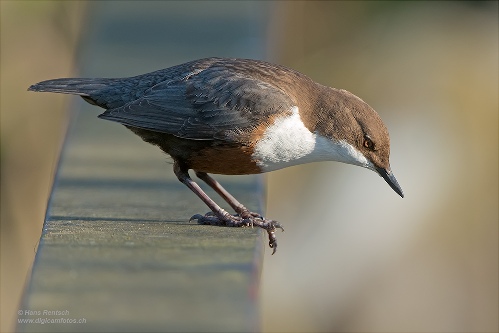 Wasseramsel