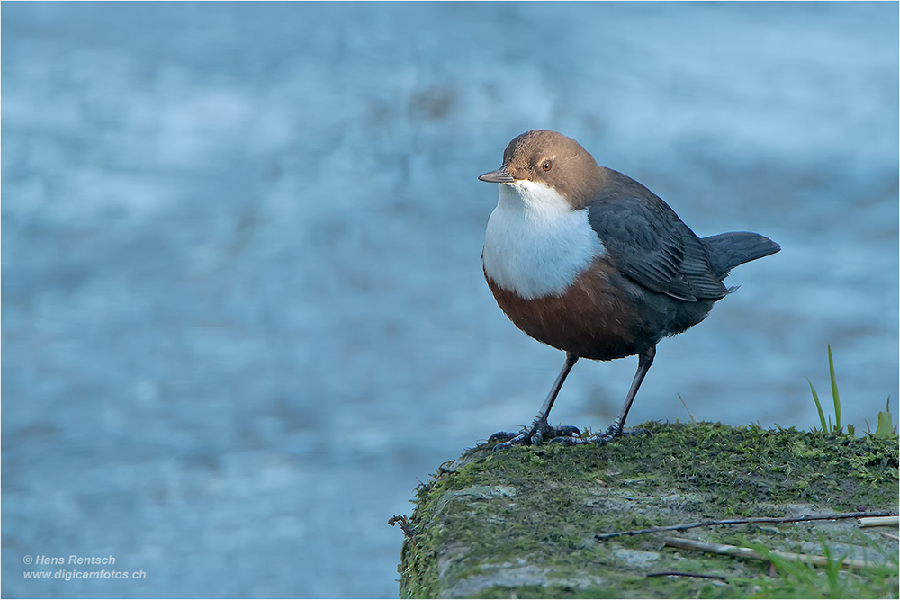 Wasseramsel