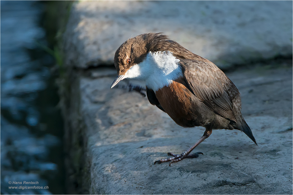 Wasseramsel