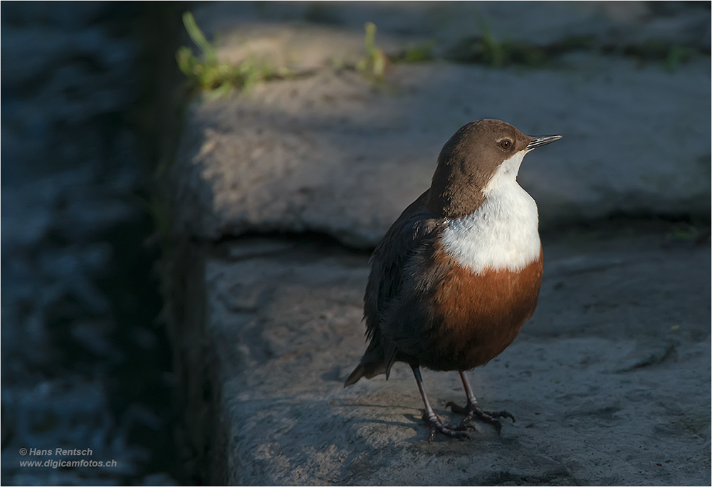 Wasseramsel