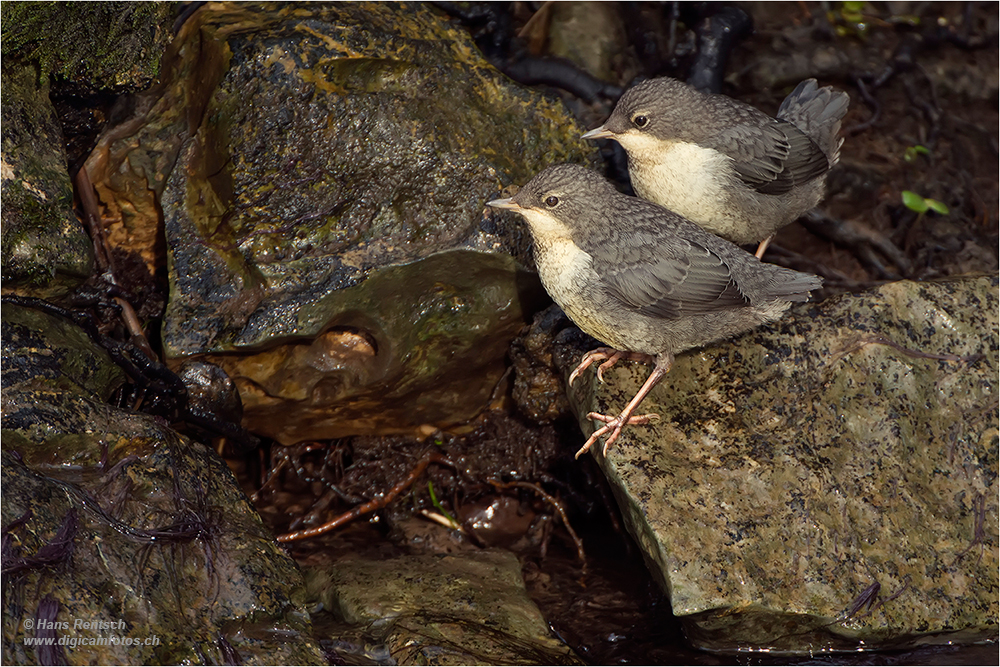 Wasseramsel