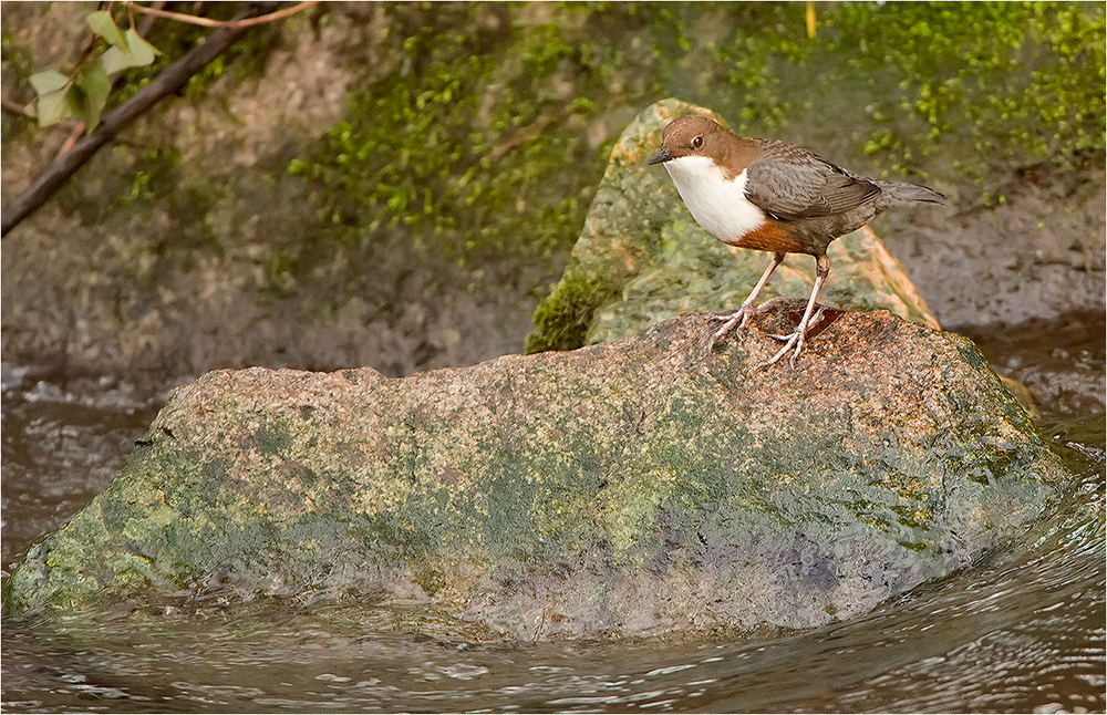 Wasseramsel