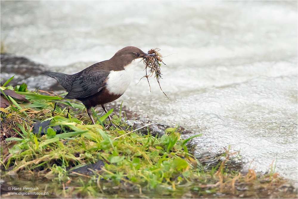 Wasseramsel