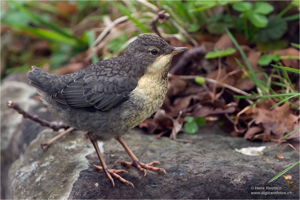 Wasseramsel