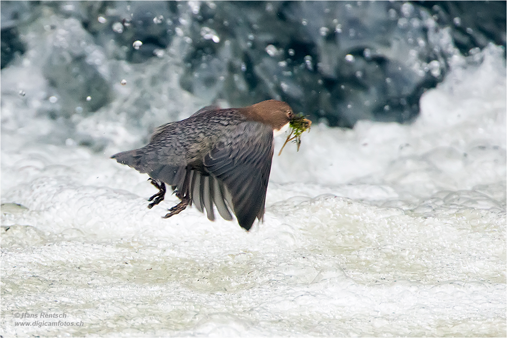 Wasseramsel