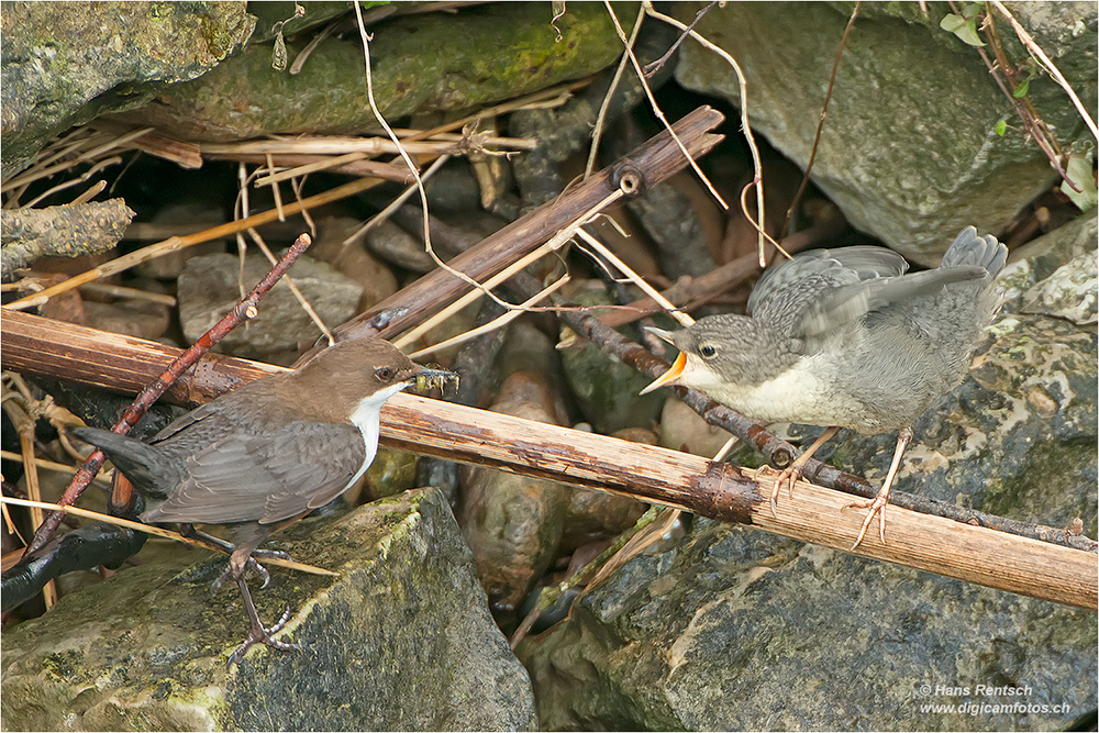 Wasseramsel